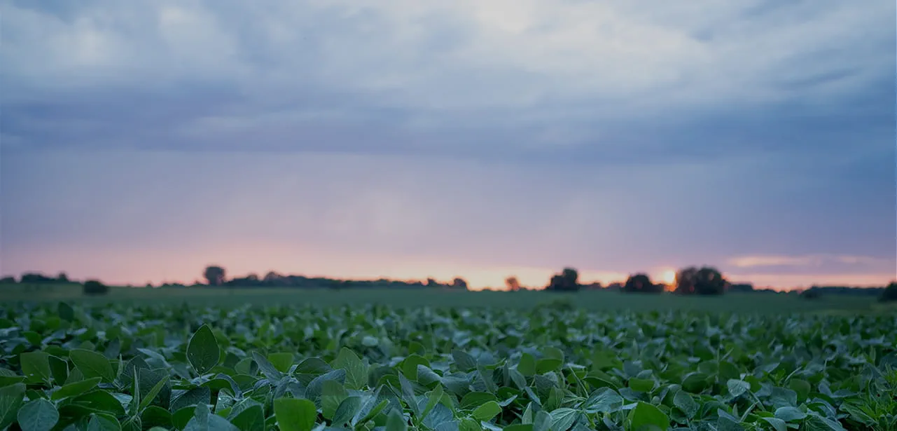 Cover Crops Country Crock